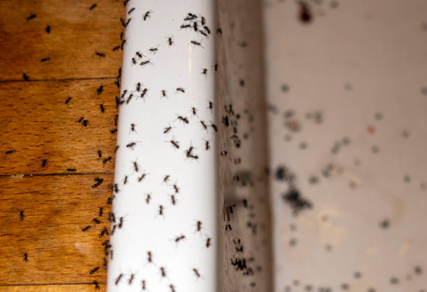 Best Wasp Removal Services  in Stro Valley, CA